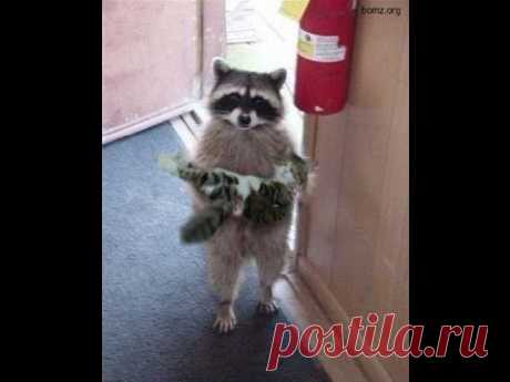 видео # животные # енот-ворюга