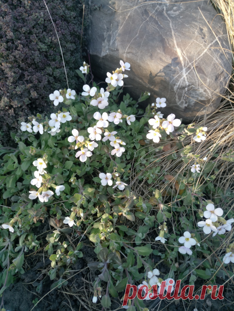 Арабис, резуха кавказская (Arabis caucasica)
