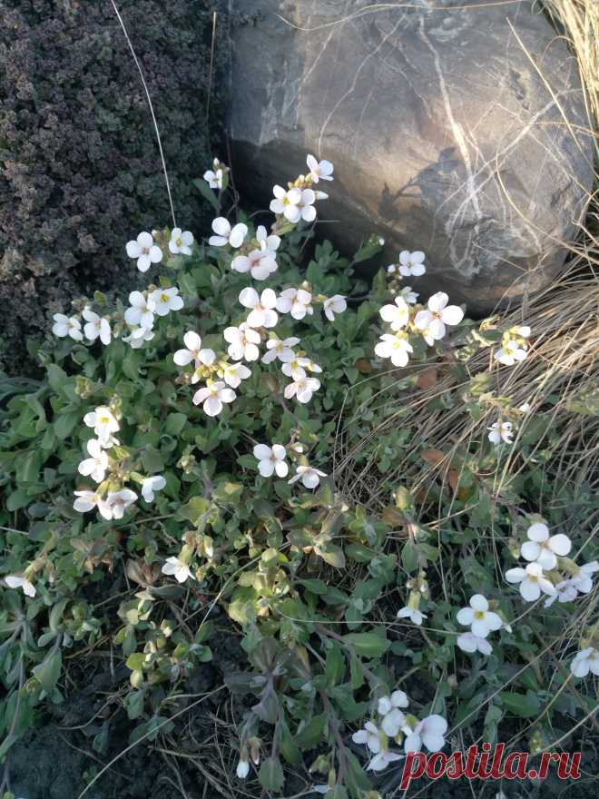 Арабис, резуха кавказская (Arabis caucasica)