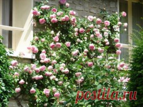 Календарь ухода за плетистыми розами Плетистые розы - лидеры среди садовых лиан и по распространению, и по декоративности. Клаймеры и рамблеры справедливо называют незаменимыми садовыми аристократками. На фигурной опоре, у крыльца или над дорожкой, в компании клематисов или в роли солиста, плетистые розы выделяются особо обильным цвете