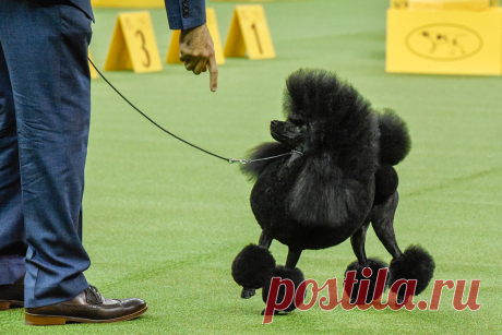Выставка собак Westminster Kennel Club 2017