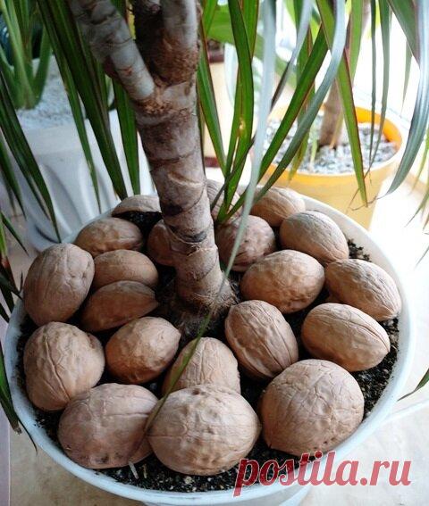 Чем закрываю землю в горшках комнатных растений - красиво, нет плесени и мошек | Klumba-plus | Яндекс Дзен