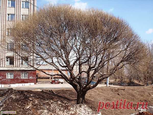 Spring Tree In The City  Free Stock Photo HD - Public Domain Pictures