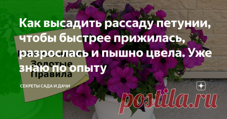 Как высадить рассаду петунии, чтобы быстрее прижилась, разрослась и пышно цвела. Уже знаю по опыту Даже из одного кустика петунии можно вырастить цветочный водопад
Пламенный салют, товарищи цветоводы!
Хотите пересадить петунию без негативных последствий, чтобы кустик быстро пошел и в рост, и в цветение? Соблюдайте простые правила пересадки, будь то выселки в открытый грунт, в кашпо или в подвесной ящик. В идеальном варианте растение должно почти не заметить радикальных перемен своего
