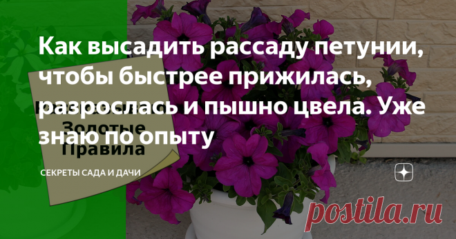 Как высадить рассаду петунии, чтобы быстрее прижилась, разрослась и пышно цвела. Уже знаю по опыту Даже из одного кустика петунии можно вырастить цветочный водопад
Пламенный салют, товарищи цветоводы!
Хотите пересадить петунию без негативных последствий, чтобы кустик быстро пошел и в рост, и в цветение? Соблюдайте простые правила пересадки, будь то выселки в открытый грунт, в кашпо или в подвесной ящик. В идеальном варианте растение должно почти не заметить радикальных перемен своего