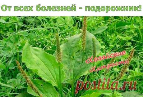 От всех болезней - подорожник!
Подорожник - одно из старинных лекарственных растений. Он был известен еще в Китае, Древней Греции и Риме, это растение высоко ценили персидские и арабские врачи.
 Латинское название образовано от слов «подошва» и «двигать», так как листья его напоминают след ноги. Эту же особенность заметили и индейцы Америки, называя его «следом белого человека».
 В народной и официальной медицине применяются листья подорожника большого (Plantago major). Пр...
