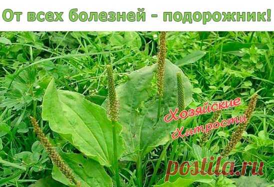 От всех болезней - подорожник!
Подорожник - одно из старинных лекарственных растений. Он был известен еще в Китае, Древней Греции и Риме, это растение высоко ценили персидские и арабские врачи.
 Латинское название образовано от слов «подошва» и «двигать», так как листья его напоминают след ноги. Эту же особенность заметили и индейцы Америки, называя его «следом белого человека».
 В народной и официальной медицине применяются листья подорожника большого (Plantago major). Пр...