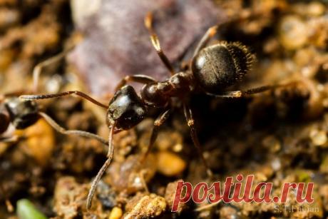 Как избавиться от муравьев на даче | Выживи сам