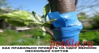 КАК ПРАВИЛЬНО ПРИВИТЬ НА ОДНУ ЯБЛОНЮ НЕСКОЛЬКО СОРТОВ Прививками я занимаюсь уже более 20 лет, мне это доставляет несказанное удовольствие. На каждом дереве у меня по нескольку сортов, это очень удобно и красиво. Представьте себе яблоню, на которой с одной стороны красные яблоки,