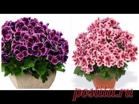 ВЫРАЩИВАНИЕ ГЕРАНИ 2 ЧАСТЬ : #ЛЕЧЕНИЕ_БОЛЕЗНИ_ПЕЛАРГОНИИ #PELARGONIUM #46 #oldenburgru - YouTube