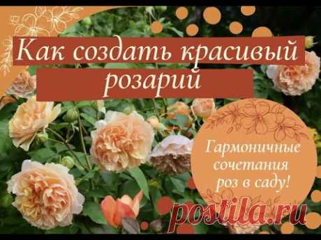 Как создать красивый розарий.  Гармоничные сочетания роз.
