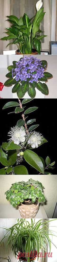 Какие комнатные растения приносят семейное счастье? Поверья и приметы | ЖЕНСКИЙ МИР