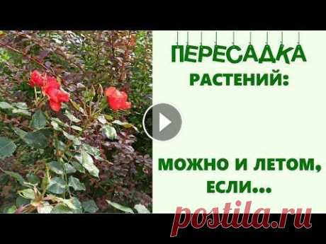 Пересадка растений: можно и летом, если... Основные принципы, которых стоит придерживаться, если очень нужно пересадить взрослое растение в период вегетации (летом). На примере пересадки цветущ...