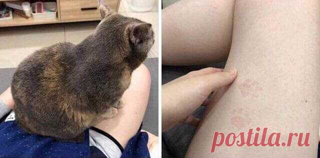 «Котя сел ко мне на колени и после него остались маленькие следы лапок на ноге. Это самое милое, что со мной когда-либо происходило»