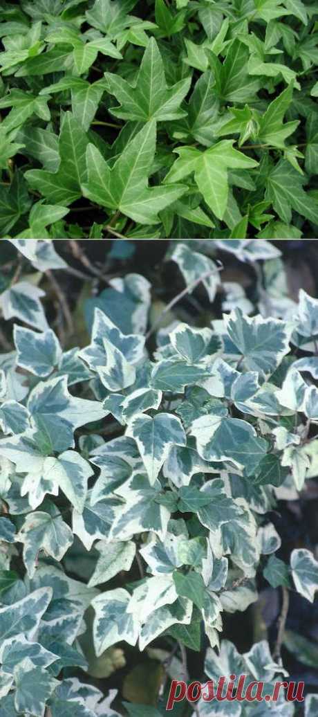 Плющ (Hedera)