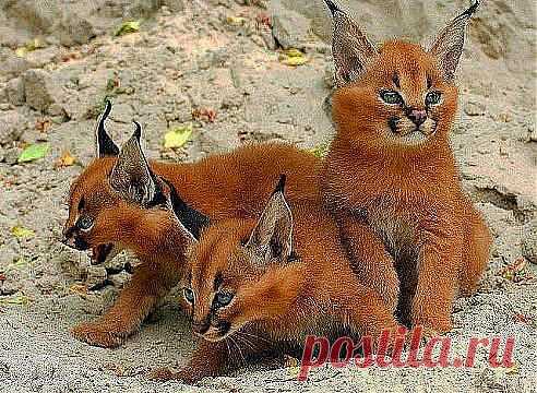 * * * * * * * * * * * *