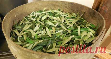 (M) antiparasitic, antibacterial and antifungal properties of oleuropein.
You can prepare tea from olive leaves which is great against pneumonia, gonorrhea, tuberculosis, influenza, meningitis, hepatitis B, herpes, chronic fatigue syndrome, atherosclerosis, botulism, malaria, stomach ulcers, diphtheria, urinary tract infections and encephalitis.