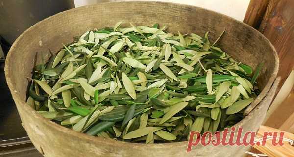(M) antiparasitic, antibacterial and antifungal properties of oleuropein.
You can prepare tea from olive leaves which is great against pneumonia, gonorrhea, tuberculosis, influenza, meningitis, hepatitis B, herpes, chronic fatigue syndrome, atherosclerosis, botulism, malaria, stomach ulcers, diphtheria, urinary tract infections and encephalitis.