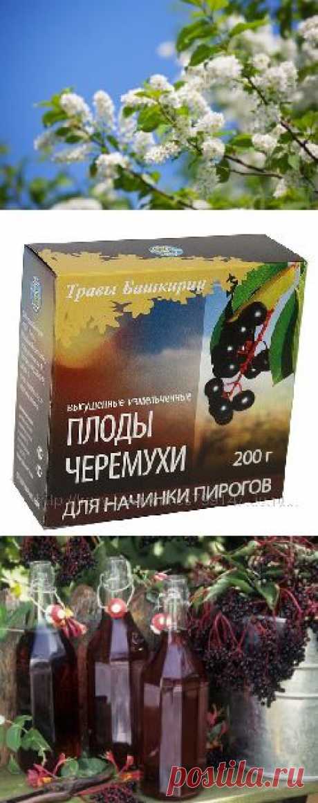 Лечебные свойства черемухи в народной медицине.