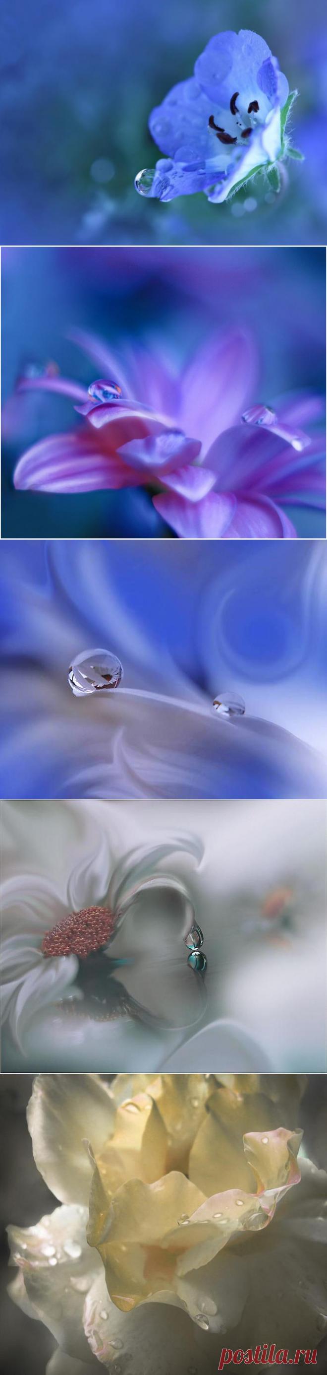 Макро цветы.