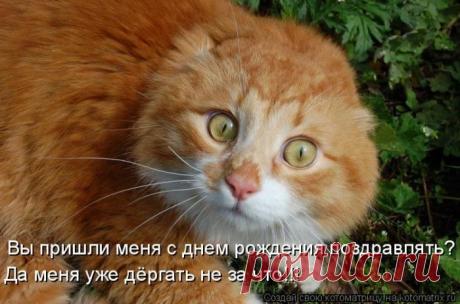 Минутка кото-позитива