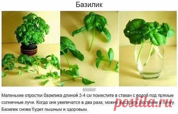 8 овощей, которые можно купить один раз, а потом выращивать всегда