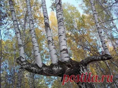 (19) Одноклассники