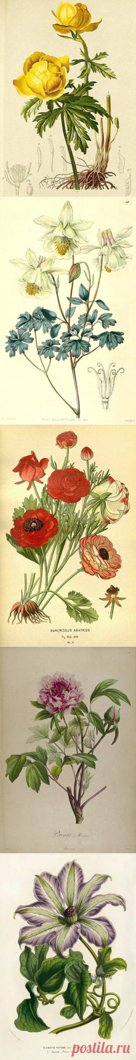 "луговое растение" — card of the user Patrick M. in Yandex.Collections