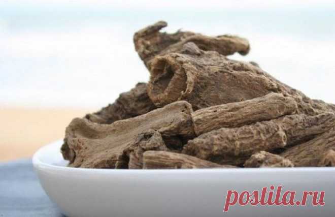 Костус: уход в домашних условиях