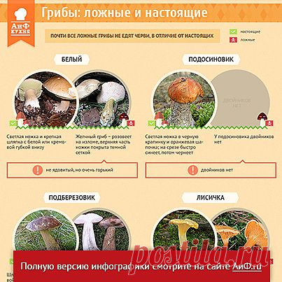 Как отличить съедобный гриб от ядовитого двойника