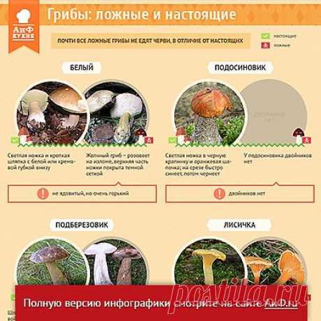 Как отличить съедобный гриб от ядовитого двойника
