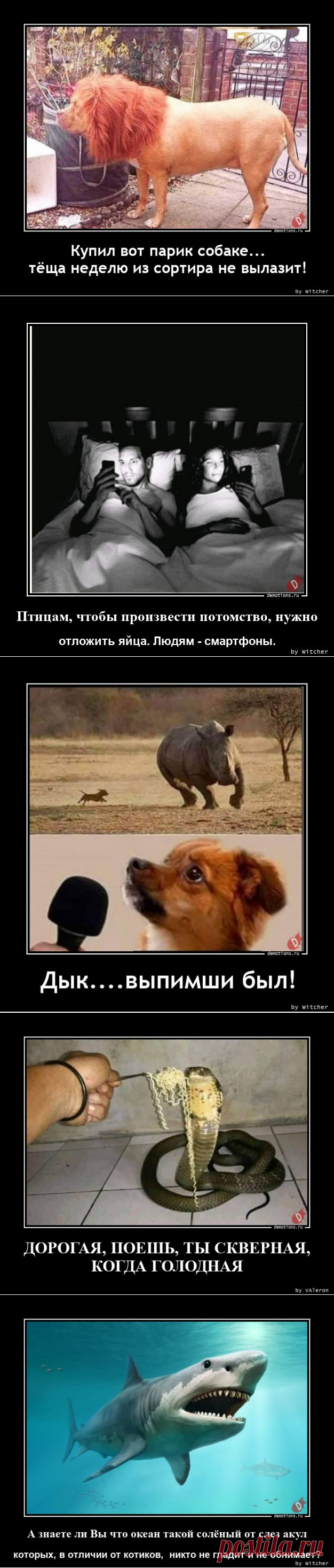 Демотиваторы-256