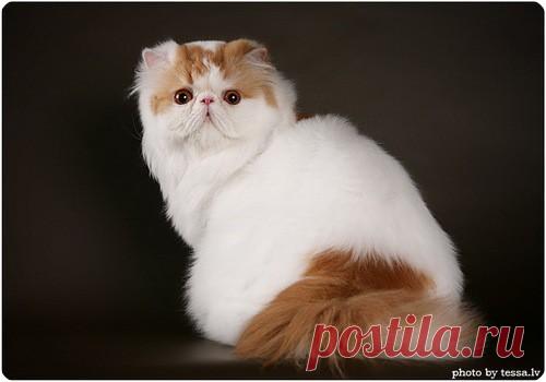 Эти необычные коты…