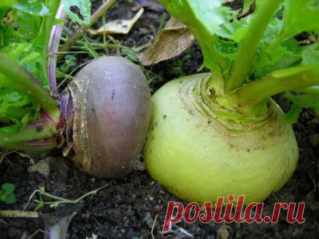 Как получить хороший урожай репы и брюквы &#8212; 6 соток