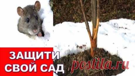 Подготовка сада к зиме/ Защита молодых яблонь от мышей и морозобоин (трещин коры)