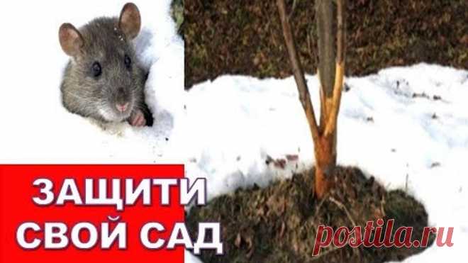 Подготовка сада к зиме/ Защита молодых яблонь от мышей и морозобоин (трещин коры)