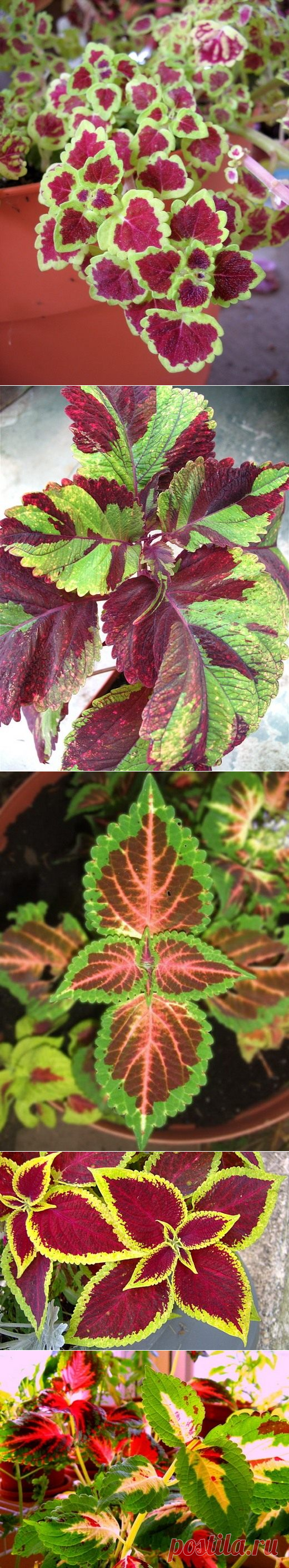 Колеус — цвет страсти. Посадка, уход, размножение. Фото - Ботаничка.ru