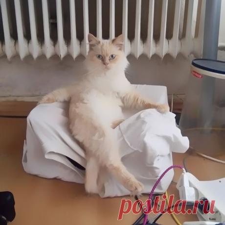 Смешные и забавные кошки