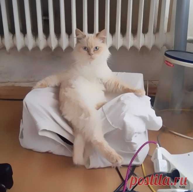 Смешные и забавные кошки