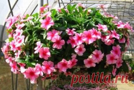 Катарантус многолетний- как вырастить из семян на дачном участке