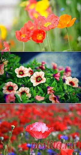 Изображение Цветами, Фото, Photo, Жёлтый, Yellow, Природы, Bright. Природа | Фабрика картинок - PicsFab.com. Обои для рабочего стола