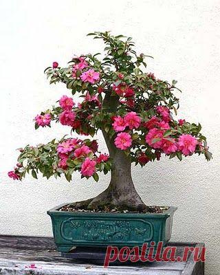 Bonsai  |   Pinterest • Всемирный каталог идей