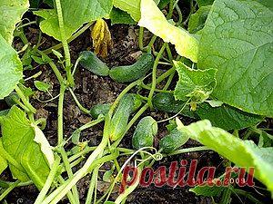 КАК ФОРМИРОВАТЬ ОГУРЦЫ | Самоцветик