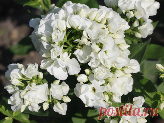 Флокс Tiara (Тиара)