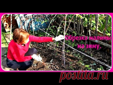 Маленький дачный обзор. Обрезка малины на зиму.