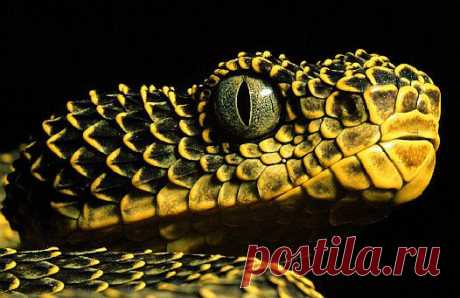Mount Kenya bush viper (Atheris desaixi), Kenya.