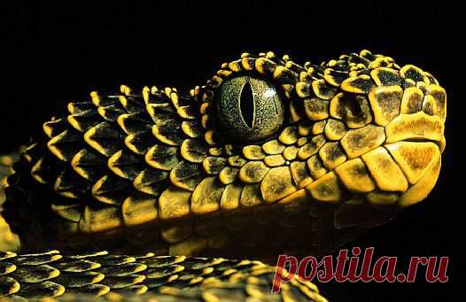 Mount Kenya bush viper (Atheris desaixi), Kenya.