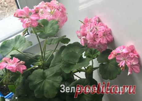 Лучшего рецепта «живой» воды для герани я пока не встречала – делюсь, как быстро и просто приготовить и использовать | Зелёные истории | Яндекс Дзен