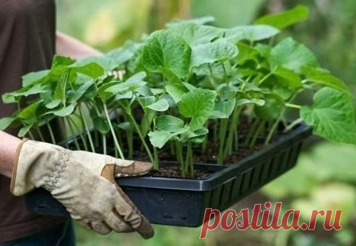 Избегаем ошибок при выращивании рассады из семян.