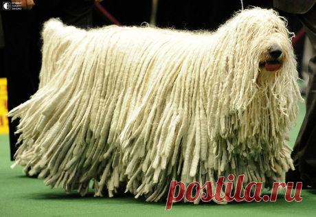 Комондор - собака с дредами